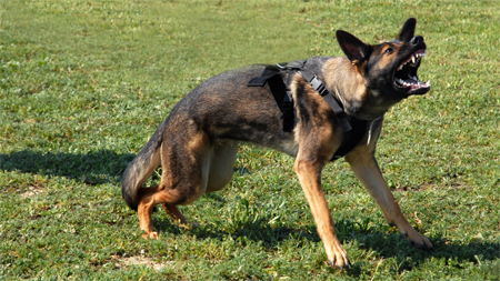 A charged dog, ready to attack